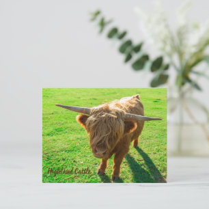 Cartão Postal De Festividades Bovinos de terras altas para animais e amantes da