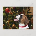 Cartão Postal De Festividades Boxer Natal<br><div class="desc">Fawn e o cão de boxer branco olham para o grande ornamento vermelho na árvore de Natal e acham que é o melhor presente de sempre e esperam que seja seu cachorro fofo amante o cartão de Natal</div>