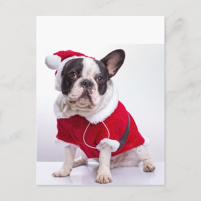 Cartão Postal De Festividades Buldogue Francês Em Papais noeis Costume De Natal (Frente)