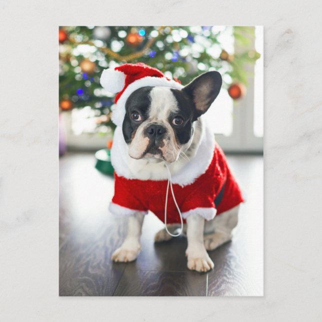 Cartão Postal De Festividades Buldogue Francês Vestido Em Papais noeis (Frente)