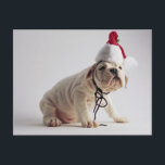Cartão Postal De Festividades Bulldog Puppy Wearing Santa Hat<br><div class="desc">ImageID: CRBR003089 / Jim Craigmyle / CORBIS / Bulldog Puppy Wearing Santa Hat /</div>