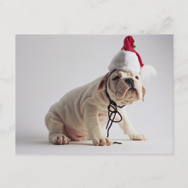 Cartão Postal De Festividades Bulldog Puppy Wearing Santa Hat (Frente)