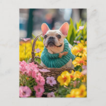 Bulldogue Francês com Roupas de Cachorro de Tricô