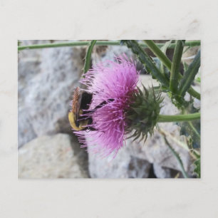 Cartão Postal De Festividades Bumblebee colhendo uma flor de tristes roxas