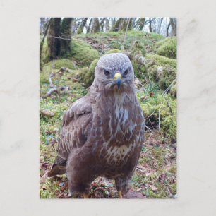 Cartão Postal De Festividades Buzzard com atitude