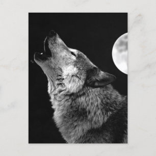 Cartão Postal De Festividades BW Wolf Howling na Lua