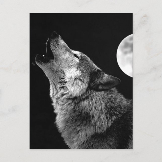 Cartão Postal De Festividades BW Wolf Howling na Lua (Frente)