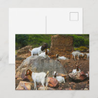 Cabras Funky Ginger Branco de Pé Andando