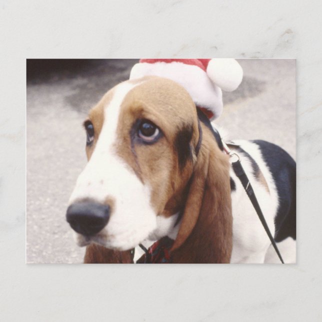 Cartão Postal De Festividades Caça Basset no Chapéu de Santa (Frente)