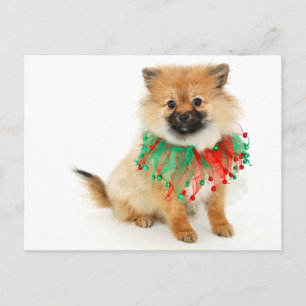 Cartão Postal De Festividades cachorrinho de Natal