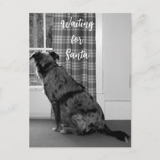 Cartão Postal De Festividades Cachorro à espera de Natal para Papais noeis (Frente)