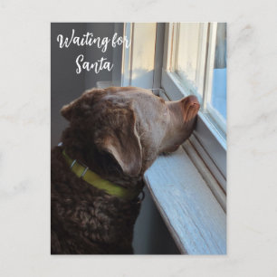 Cartão Postal De Festividades Cachorro à espera de Papais noeis