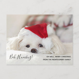 Cartão Postal De Festividades Cachorro Branco Bonito De Natal Bah Humbug