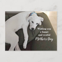 Cachorro Branco Esgotado Cachorro dia de as mães H