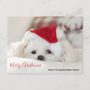 Cartão Postal De Festividades Cachorro Branco giro em chapéu vermelho de Natal