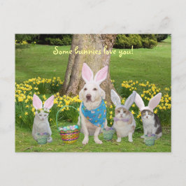 Cartão Postal De Festividades Cachorro Coelho com Gatos Coelhinhos