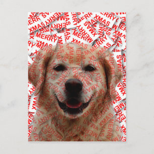 Cartão Postal De Festividades Cachorro de Retriever de Ouro Sorridente do Xmas