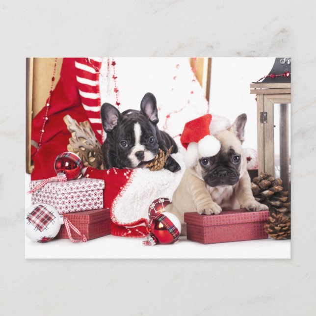 Cartão Postal De Festividades Cachorro Francês de Natal Puppy (Frente)