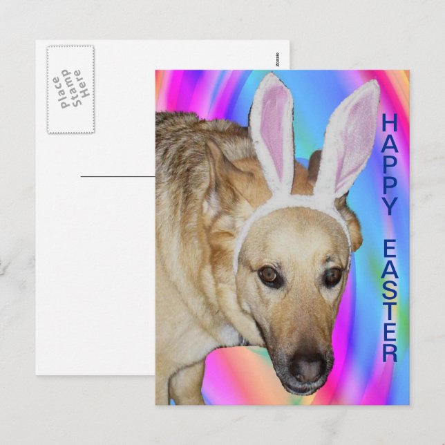 Cartão Postal De Festividades Cachorro German shepherd Engraçado e Ouvidos Coelh (Frente/Verso)