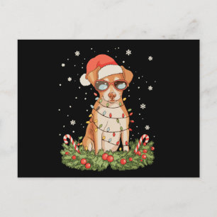 Cartão Postal De Festividades Cachorro Pinscher de Natal Chapéu do Papai Noel Fe