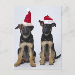 Cartão Postal De Festividades Cachorros com chapéus de Santa