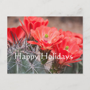 Cartão Postal De Festividades Cacto de Ouriço, Boas Festas