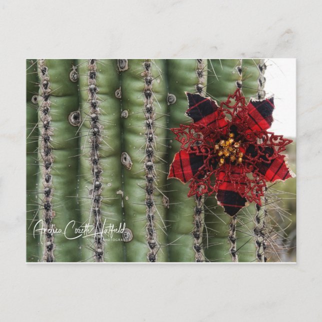 Cartão Postal De Festividades Cactus (Frente)