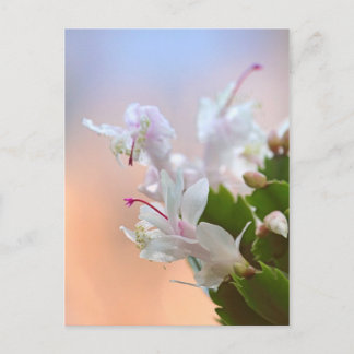 Cartão Postal De Festividades Cactus Natal