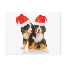 Cães Desejam Um Crítico Feliz