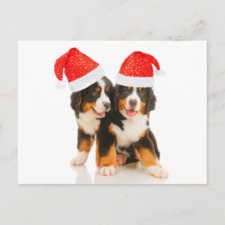 Cartão Postal De Festividades Cães Desejam Um Crítico Feliz