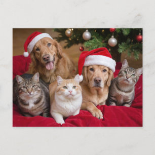 Cartão Postal De Festividades Cães e gatos de Natal