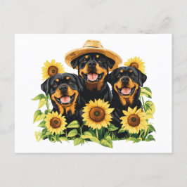 Cartão Postal De Festividades Cães Rottweiler Cercados Por Girassóis