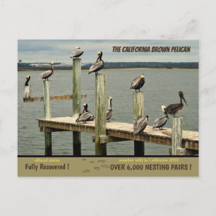 Cartão Postal De Festividades California Brown Pelican -