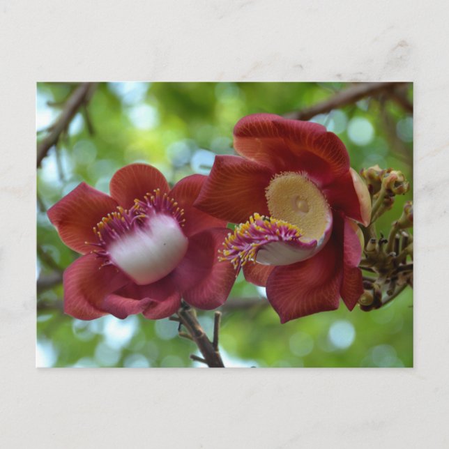 Cartão Postal De Festividades Cambodia - Phnom Penh Flower (Frente)