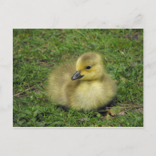 Cartão Postal De Festividades Canadá Goose Gosling