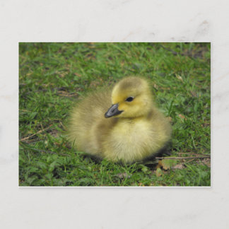 Cartão Postal De Festividades Canadá Goose Gosling
