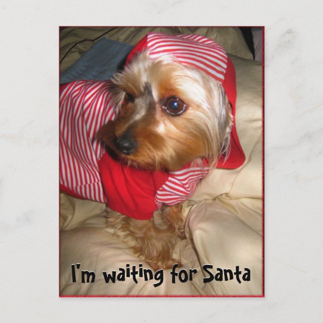 Cartão Postal De Festividades Can't Sleep  Little Yorkie on Christmas Eve (Frente)