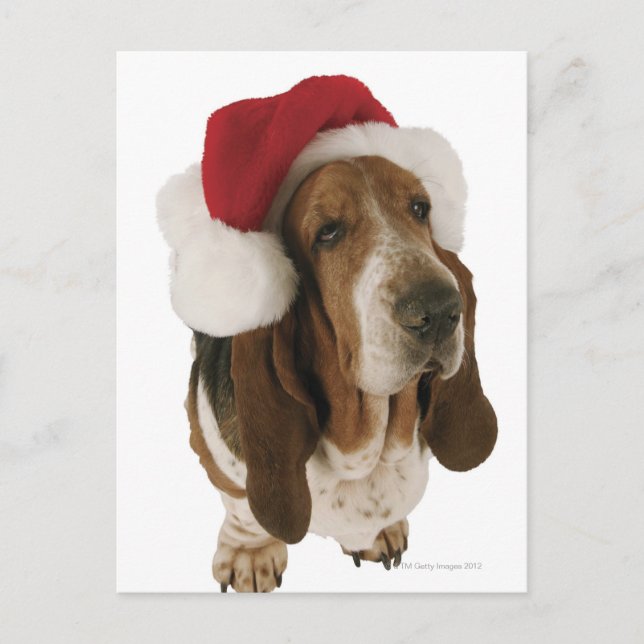 Cartão Postal De Festividades Cão de Basset no chapéu do papai noel (Frente)