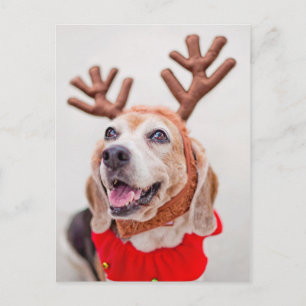 Cartão Postal De Festividades Cão de Beagle natalício com orelhas festivas de re