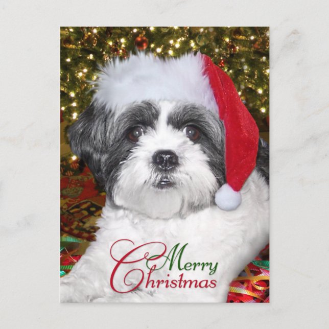 Cartão Postal De Festividades Cão de Shih Tzu do Natal (Frente)