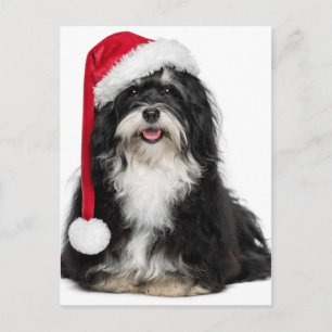 Cartão Postal De Festividades Cão engraçado de Havanese do Natal com chapéu do