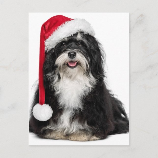 Cartão Postal De Festividades Cão engraçado de Havanese do Natal com chapéu do (Frente)