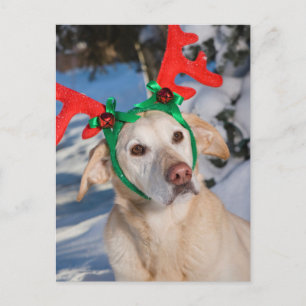 Cartão Postal De Festividades Cão Vestindo Reindeer Antlers
