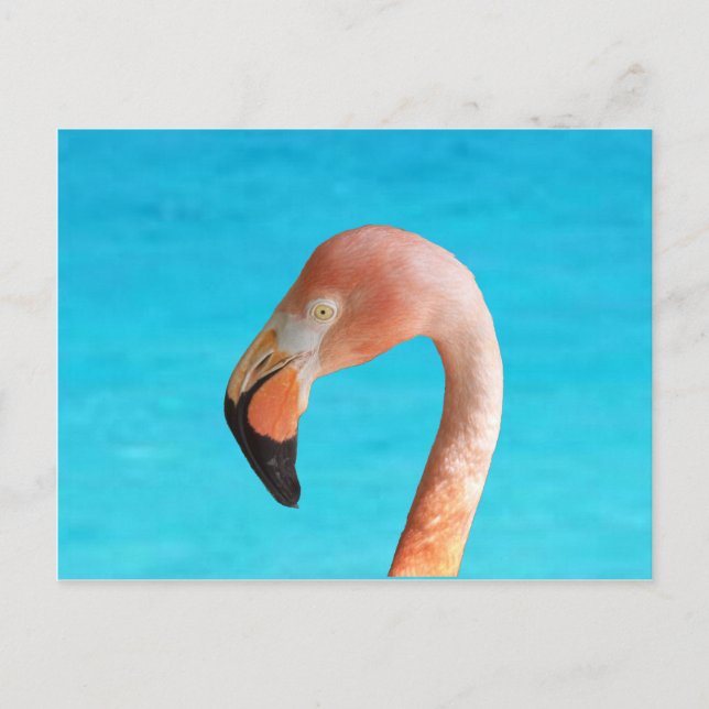 Cartão Postal De Festividades Cara flamingo rosa contra água azul em (Frente)