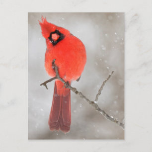 Cartão Postal De Festividades Cardeal masculino em neve