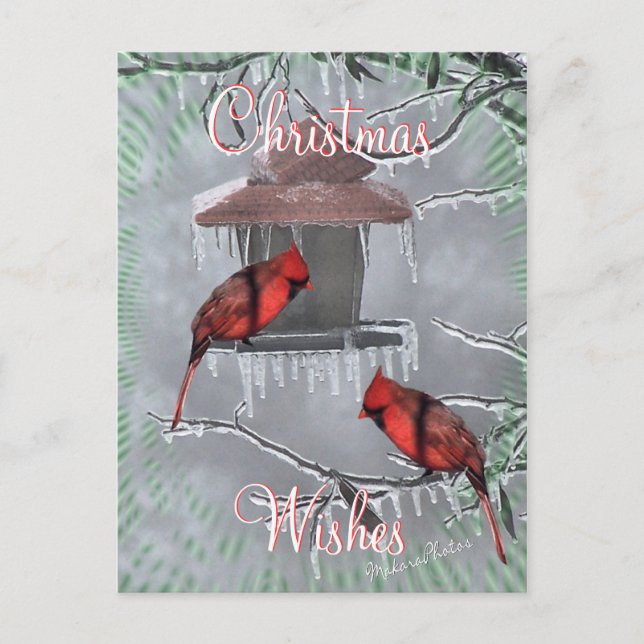 Cartão Postal De Festividades CardinalsIcyFeederPostcard-customize (Frente)