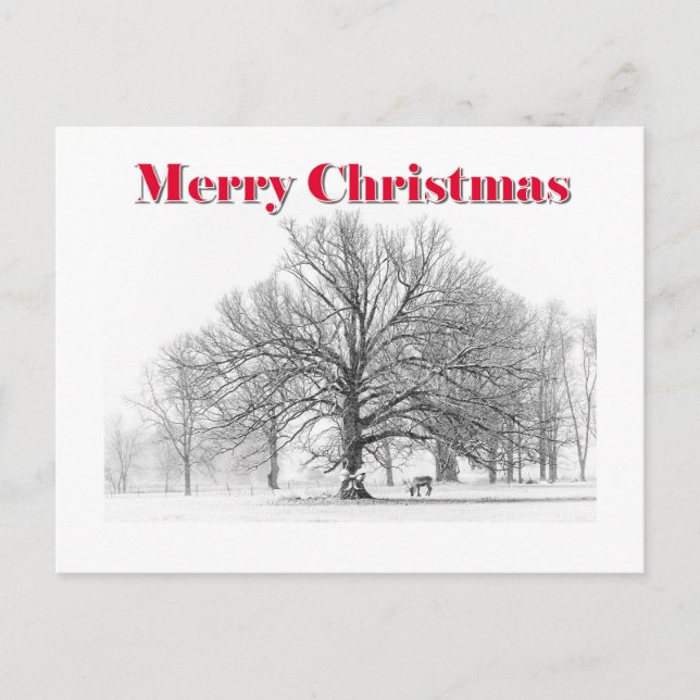 Cartão Postal De Festividades Cartão de Natal da Cena de Inverno (Cartão Postal) (Frente)