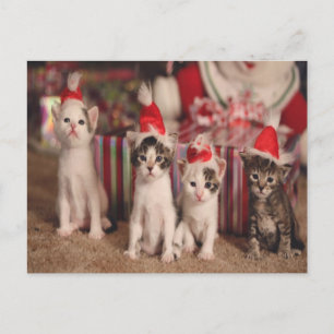 Cartão Postal De Festividades Cartão de Natal De 4 Gatinhos