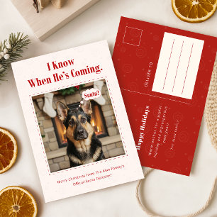 Cartão Postal De Festividades Cartão de Natal engraçado de cachorro com foto