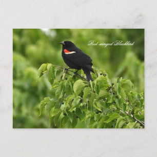 Cartão Postal De Festividades Cartão-postal Blackbird de asa vermelha